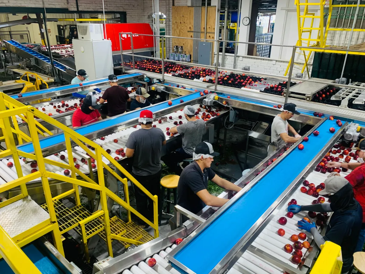 Workers inspecting fresh produce on a food processing line